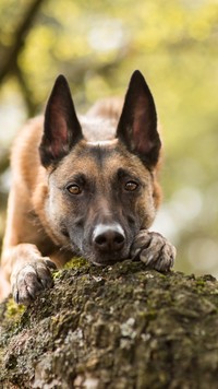 Owczarek belgijski malinois