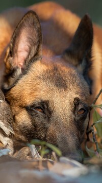 Owczarek belgijski Malinois