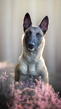 Owczarek belgijski Malinois pośród wrzosów