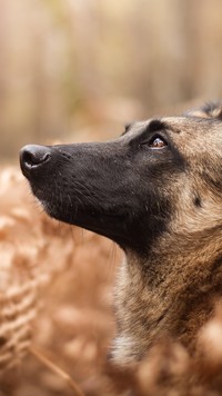 Owczarek belgijski malinois z profilu