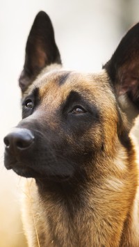 Owczarek belgijski malinois