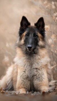 Owczarek belgijski Tervueren