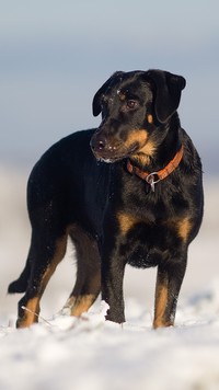 Owczarek francuski Beauceron