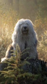 Owczarek staroangielski Bobtail