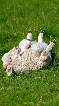 Owieczka leżąca na trawie