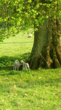 Owieczki pod drzewem