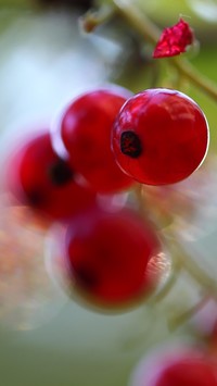 Owoce czerwonej porzeczki