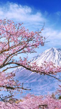 Owocowe drzewa na tle góry Fudżi