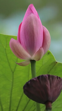 Pąk lotosu