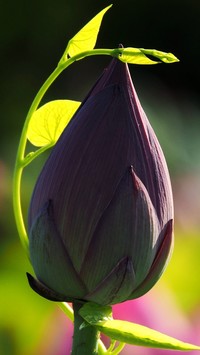 Pąk lotosu