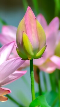 Pąk różowego lotosu
