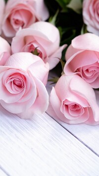 Pąki jasnoróżowych róż