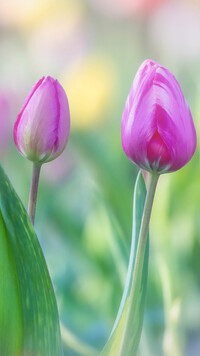 Pąki różowych tulipanów