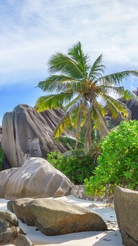 Palma kokosowa i drzewa wśród skał