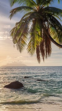 Palma nad brzegiem morza