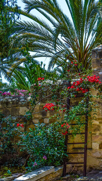 Palmy i kwiaty w ogrodzie