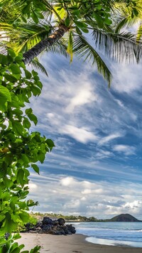 Palmy i plaża na wyspie Maui