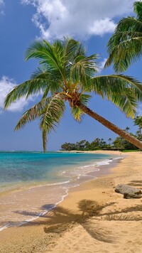 Palmy i plaża na wyspie Oahu