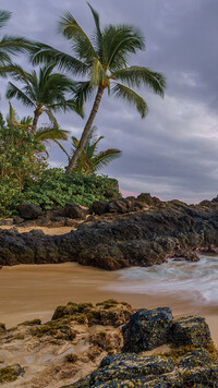 Palmy i skały na wybrzeżu morza