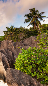 Palmy i skały na wyspie La Digue