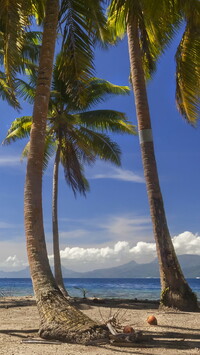 Palmy kokosowe na wyspie Tahaa