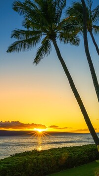 Palmy na hawajskiej plaży Kaanapali Beach