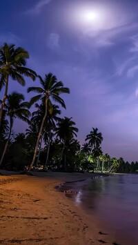 Palmy na plaży nocą