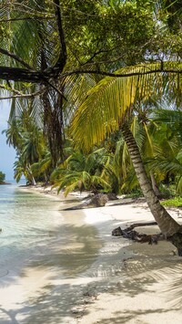 Palmy na plaży w Panamie