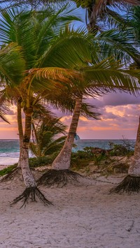 Palmy na plaży w Tulum