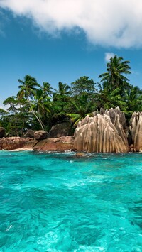 Palmy na skałach nad morzem