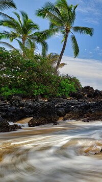 Palmy na skalistym wybrzeżu morza