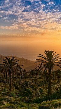 Palmy w słońcu na wyspie La Gomera