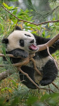 Panda akrobatka