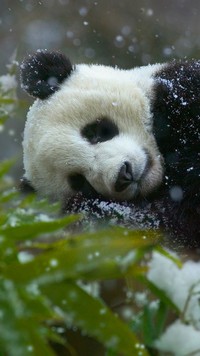 Panda w śniegu