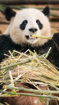 Panda wielka z bambusem