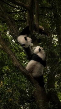 Pandy na liściastym drzewie