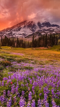 Panorama Parku Narodowego Mount Rainier