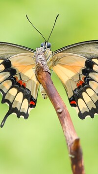 Papilio thoas w zbliżeniu