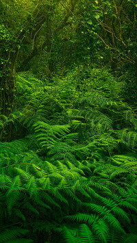 Paprocie w zielonym lesie