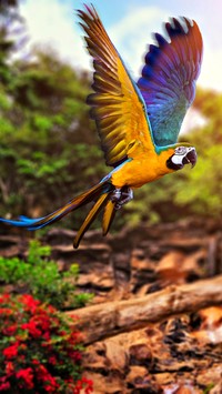 Papuga ara w locie