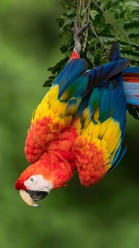 Papuga ara żółtoskrzydła