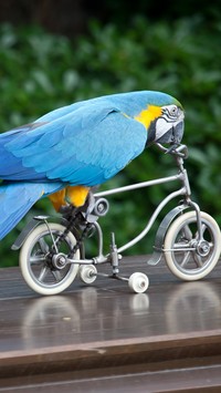 Papuga na rowerze