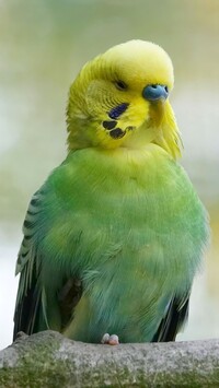 Papużka falista