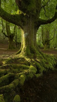 Park Narodowy Gorbea z omszałymi drzewami