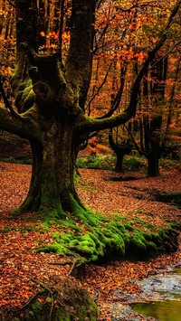 Park Narodowy Gorbea