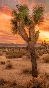 Park Narodowy Joshua Tree