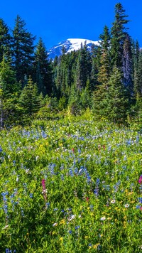 Park Narodowy Mount Rainier