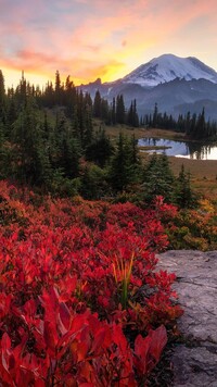 Park Narodowy Mount Rainier