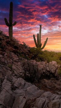 Park Narodowy Saguaro w Arizonie