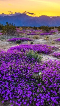 Park stanowy Anza Borrego